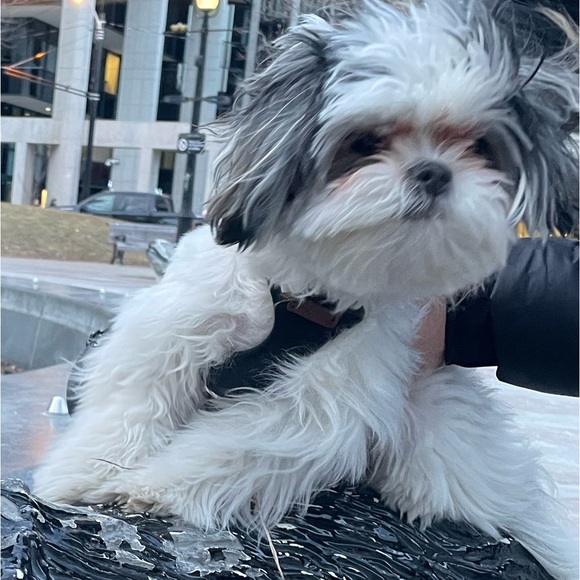 Meet your Posher, Sebastian - Picture 1 of 1